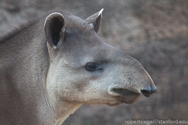 tapir